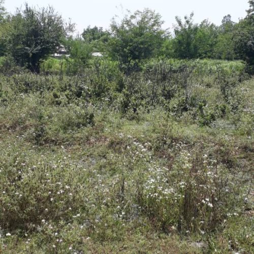 زمین فروشی در فومن