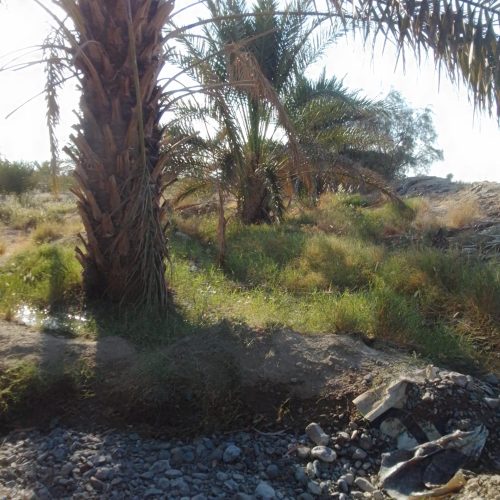 کشاورزی و دامپروری