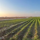 زمین کشاورزی