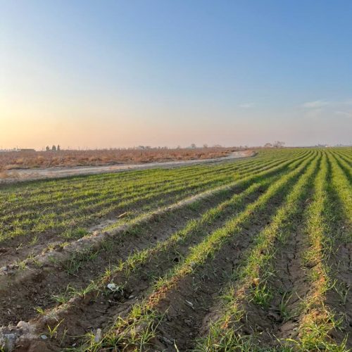 زمین کشاورزی