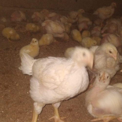 جوجه گوشتی