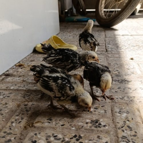 جوجه سیبرایت مینیاتوری اصل