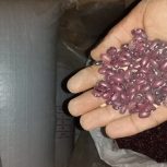 لوبیا قرمز