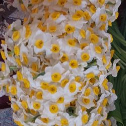 گل نرگس شهلا بهبهان