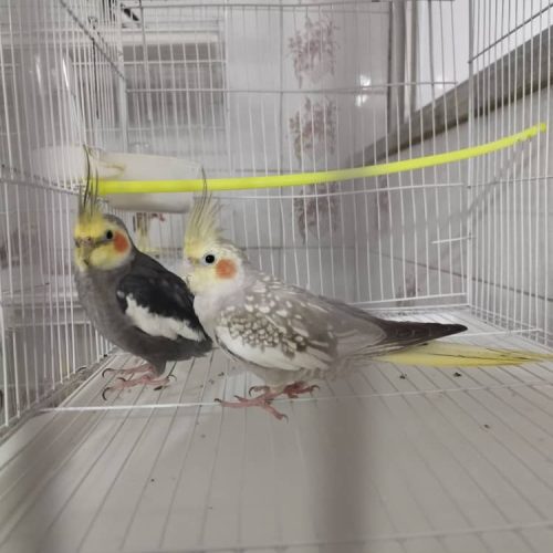 فروش عروس هلندی