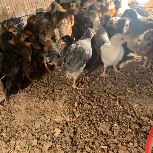 جوجه محلی تضمین