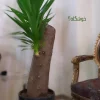 درخت یوکا به اندازه ی 2 متر