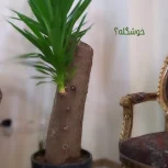 درخت یوکا به اندازه ی 2 متر