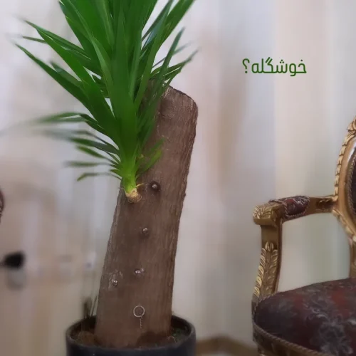 درخت یوکا به اندازه ی 2 متر
