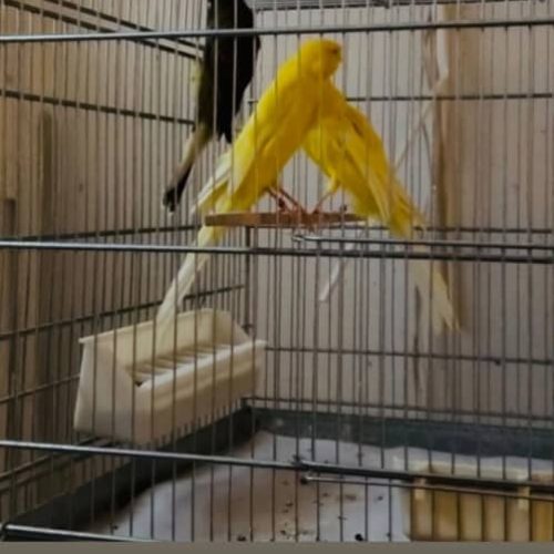 خریدو فروش قناری .سره .سره قناری