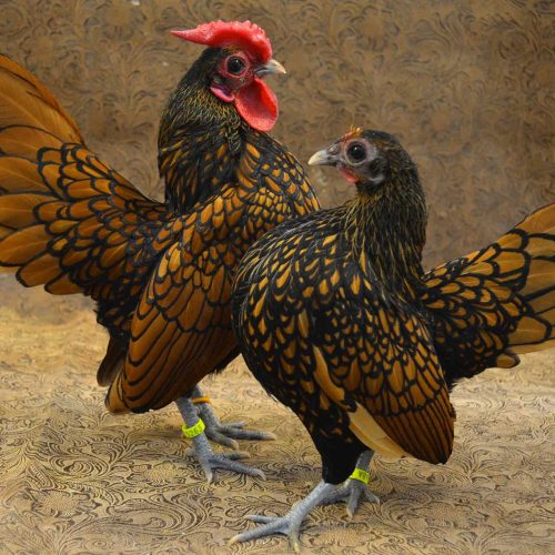 جوجه سیبرایت مینیاتوری اصل