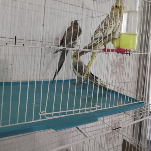 فروش عروس هلندی