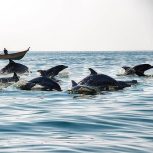 تور قشم ریلی