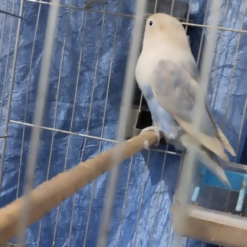 طوطی برزیلی