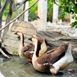 قو غاز نژاد دار