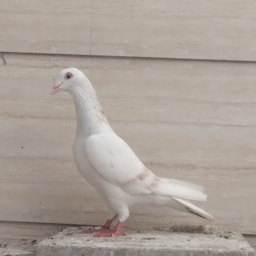 10 طوق حیوون درجه یک