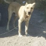 توله سرابی15ماهه