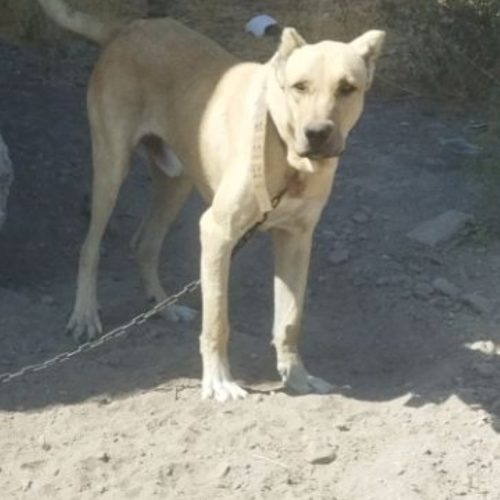 توله سرابی15ماهه