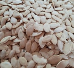 تخم کدو(تخمک سفید).بوزاری شده.وتمیز.