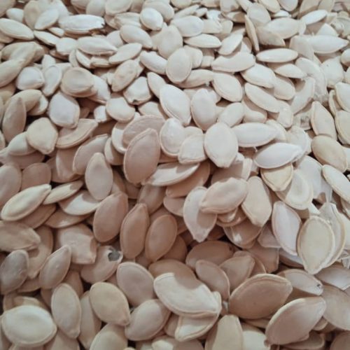 تخم کدو(تخمک سفید).بوزاری شده.وتمیز.