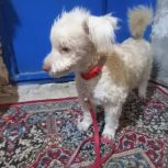 فروش سگپاکوتاه