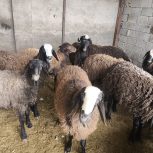 فروش بره نر