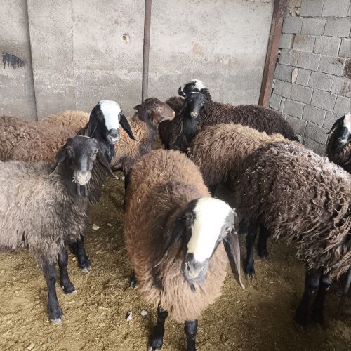 فروش بره نر