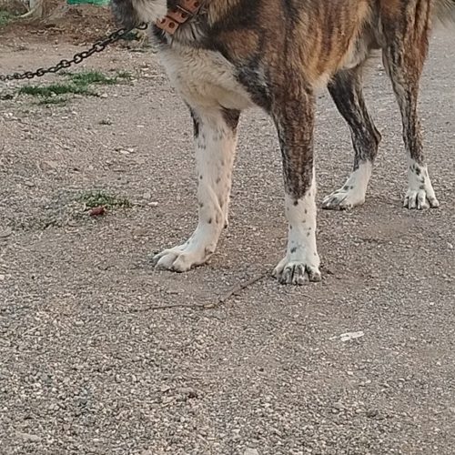 سگ واگذاری