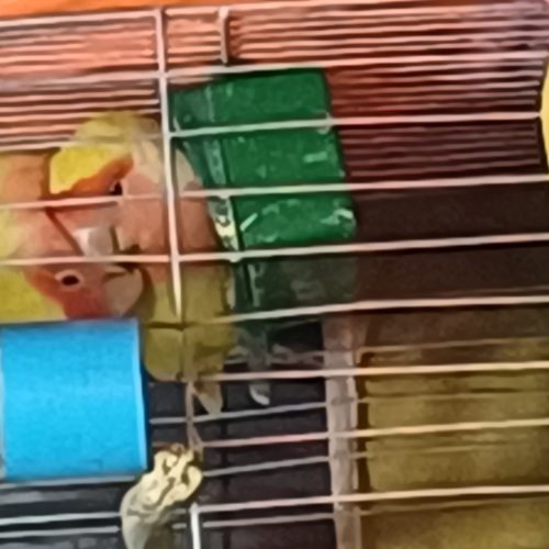 چند جفت طوطی برزیلی مرغ عشق عروس دستی