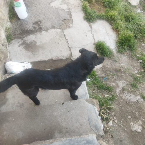 به فروش میرسد