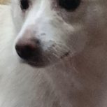 به دلیل عدم توانایی در نگهداری