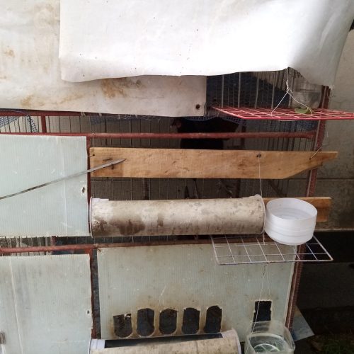 فروش قفس. مرغ. بلدرچین