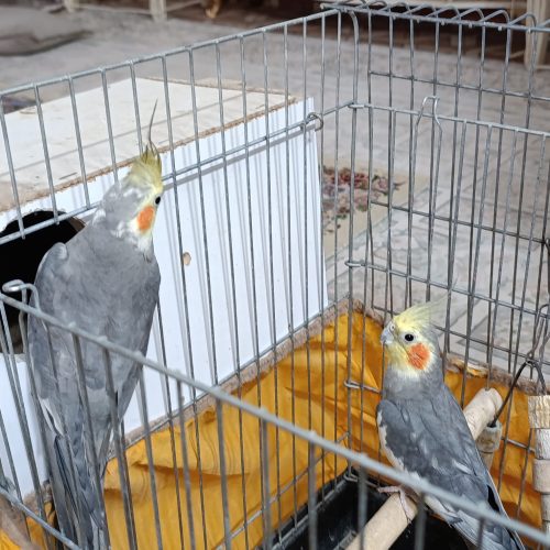 عروس هلندی فروشی