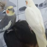 با سلام یه جفت عروس هلندی دستی و مولد