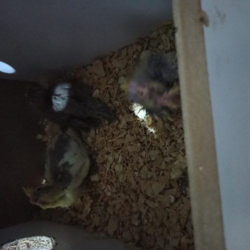 عروس هلندی جفت با جوجه لانه قفسو…