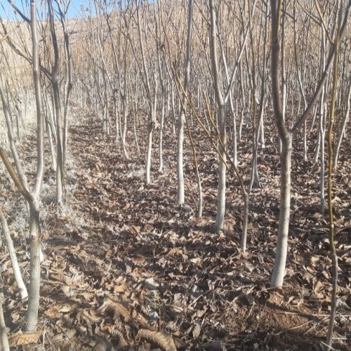 فروش نهال گردو سه ساله