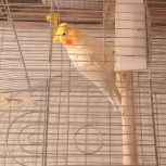 عروس هلندی نر سخنگو جوان