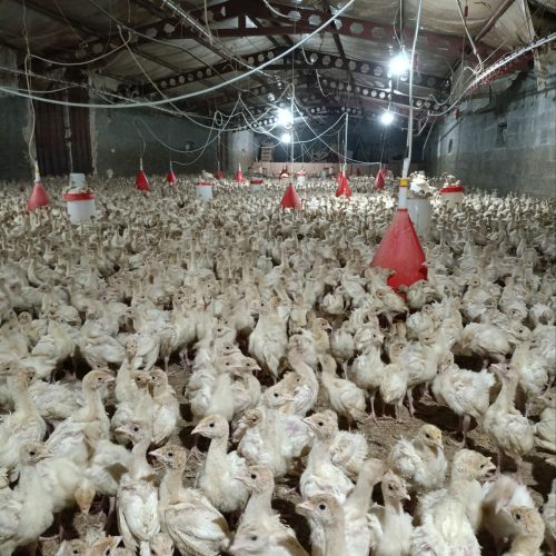 جوجه بوقلمون بیوتی