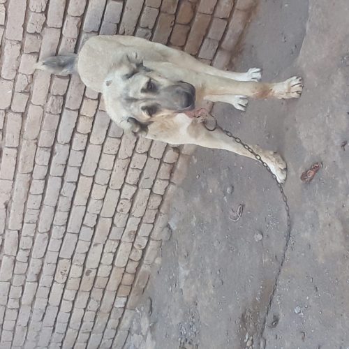 ماده سیاه پوزفروشی