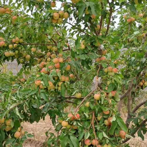 باغ 1500 متر جاده اخلمد