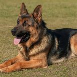 سگ نژاد ژرمن