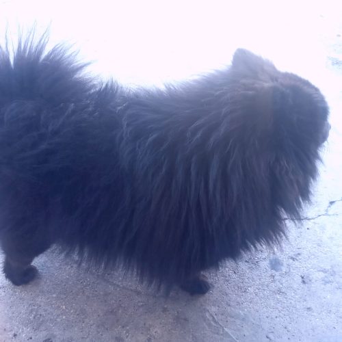 واگذاری پامرین خرسی