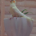 عروس هلندی بزرگ دارای تخم گذاری و همراه قفس بزرگ