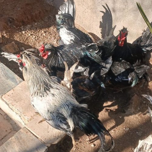 فروش 10 خروس مرندی و کاکولی