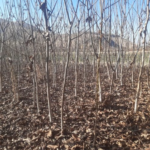 فروش نهال گردو سه ساله