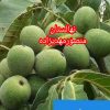 نهال گردوژنوتیپ برتر دیرگل مقاوم به سرماویخبندان