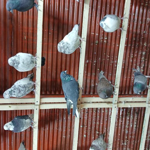 کبوتر تهرانی ودمگیر