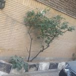 خانه حیاطدار 120 متر باصفا