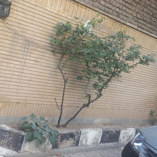 خانه حیاطدار 120 متر باصفا