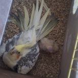 جفت عروس هلندی با دوجوجه